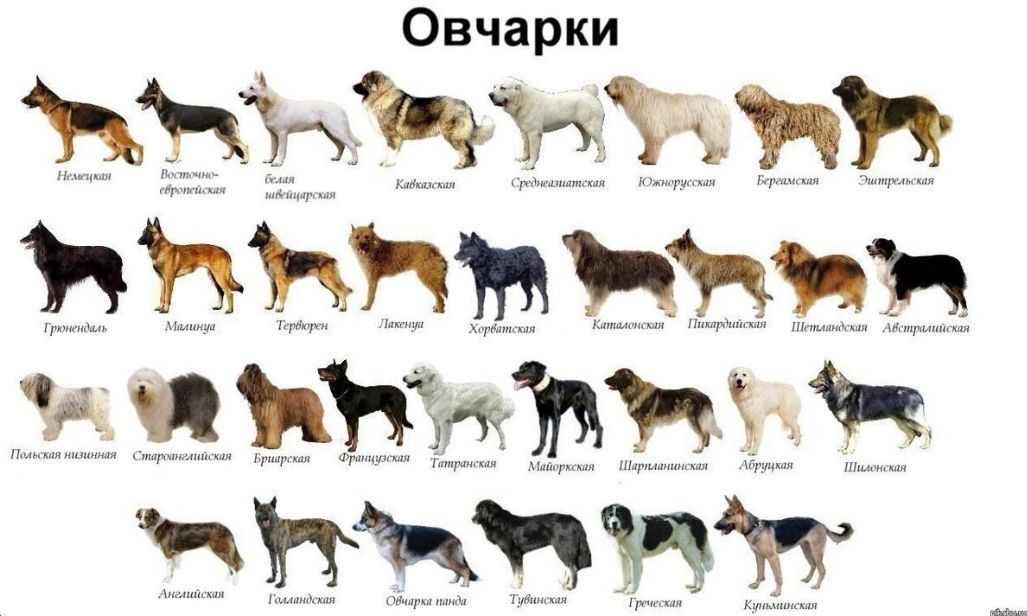 Разновидности собак породы овчарка с иллюстрациями и названиями.