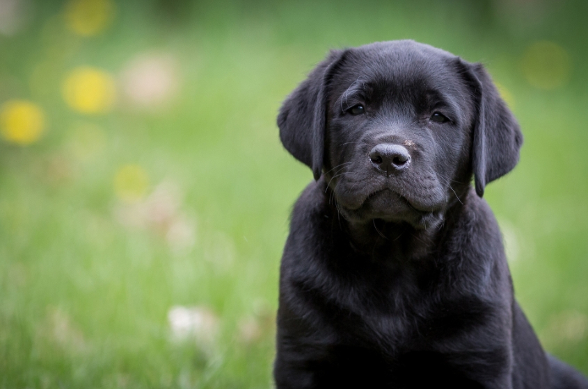 Описание и характеристики породы собак лабрадор с отзывами владельцев.