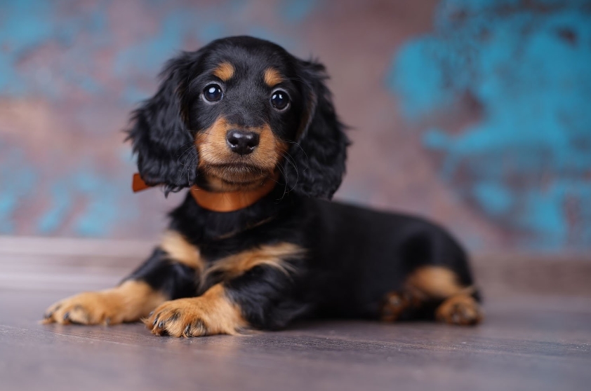 Описание, характеристика и особенности собак породы такса и мини такса