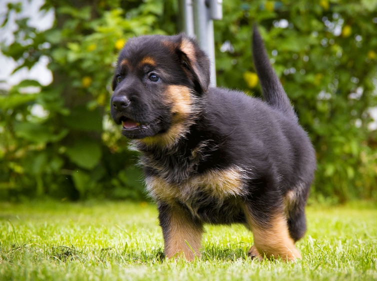 Разновидности собак породы овчарка с иллюстрациями и названиями.