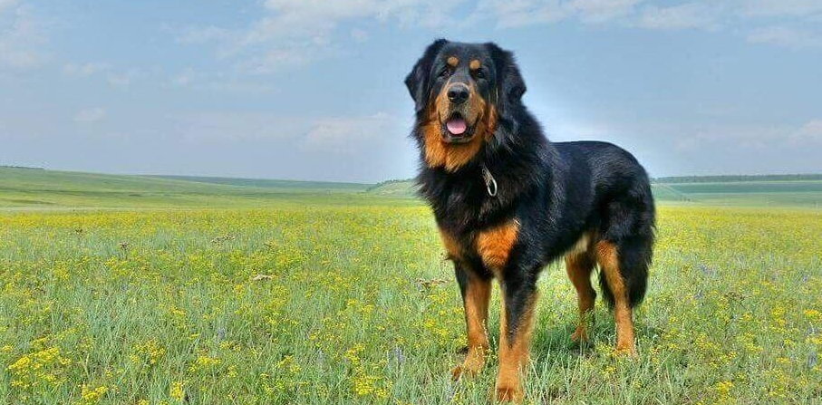 Описание волкодавов с фотографиями представителей породы